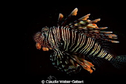 lionfish - out of the dark by Claudia Weber-Gebert 